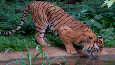 tigers dead