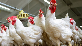 chicken farming