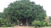 old banyan tree