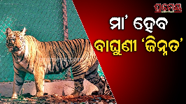 tiger