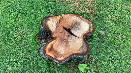 Sandalwood Tree 