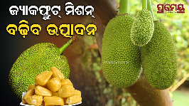 jackfruit