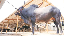 bull