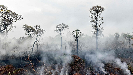 jungle fire