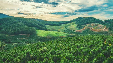 greenery