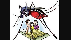 dengue