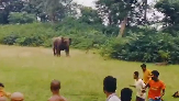 elephants returned