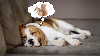 dog dream