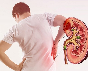 kidney