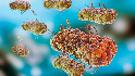 screwworm virus