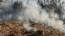 Shimilipal forest burning
