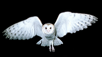 White Owl