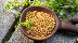 fenugreek