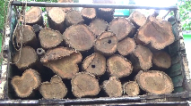 forest department was caught in the act of smuggling of shaguana wood, seized timber worth lakhs of rupees