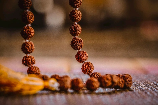 rudrakhs
