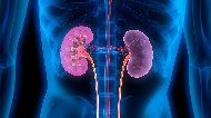 kidney