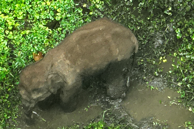 elephant