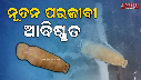 New parasite discovered off Odisha coast