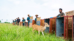 Efforts towards wildlife diversity in forest steppes