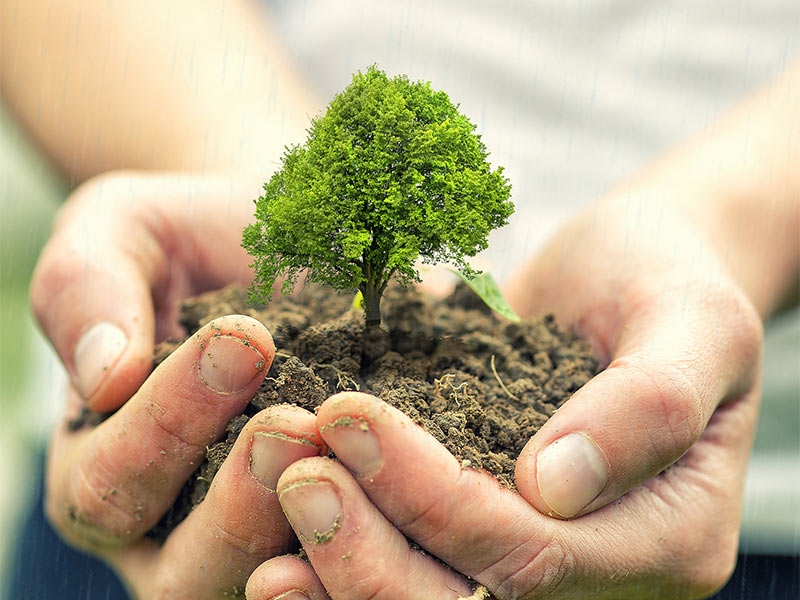 tree-planting