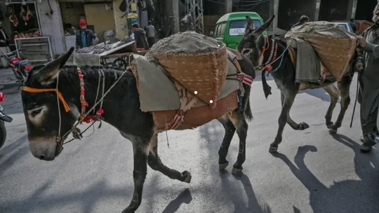 Pakistan's donkey