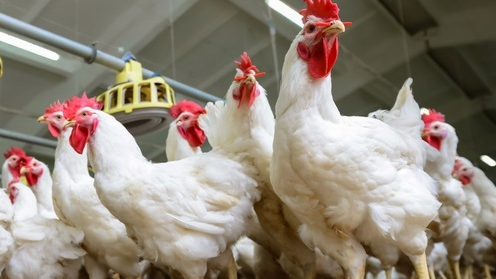 chicken farming