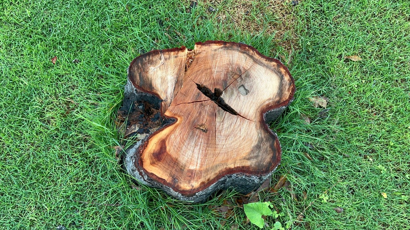 Sandalwood Tree 