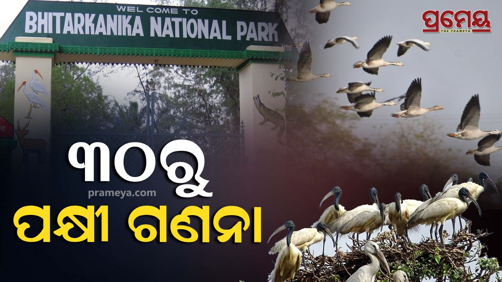 Bird Census
