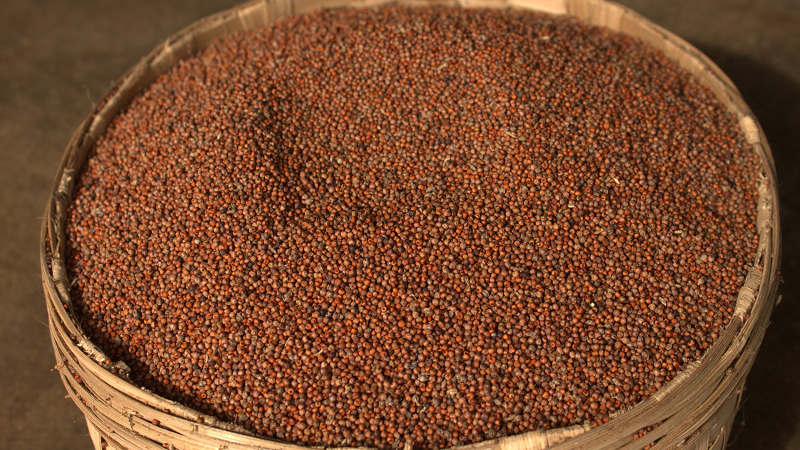 koraput