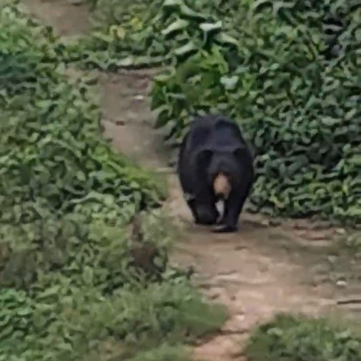 papada