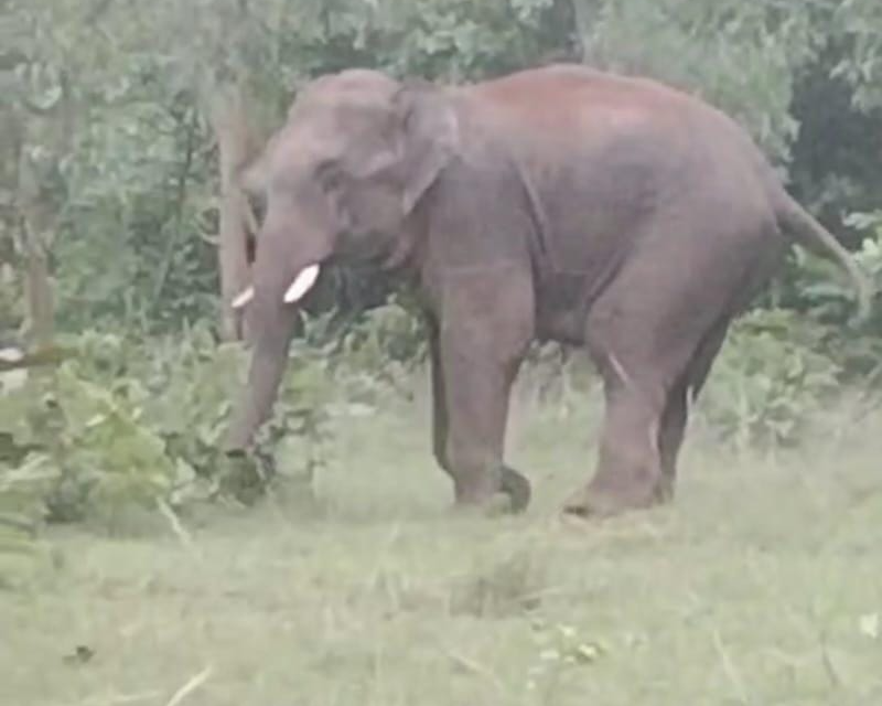 elephant