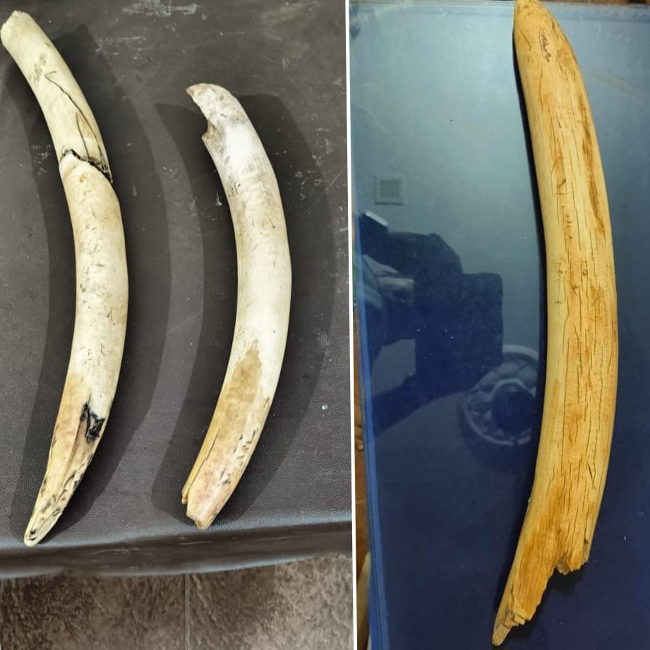 tusk