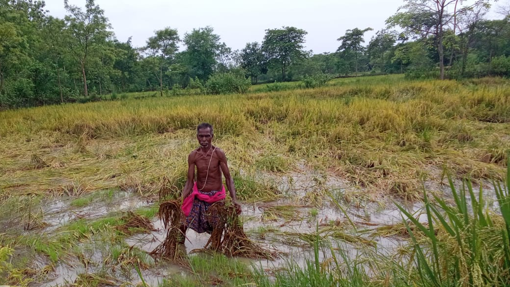 Rabi paddy