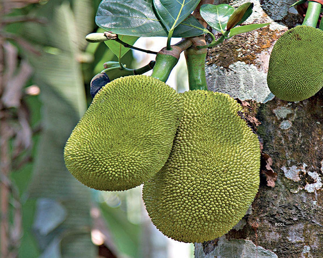 raw jackfruit