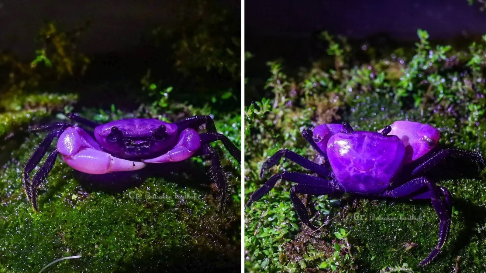 Crab Thailand