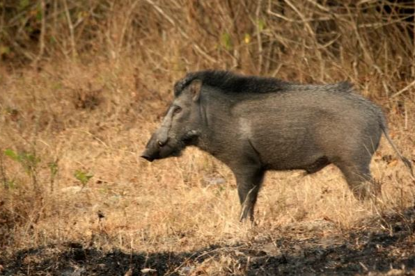 boar