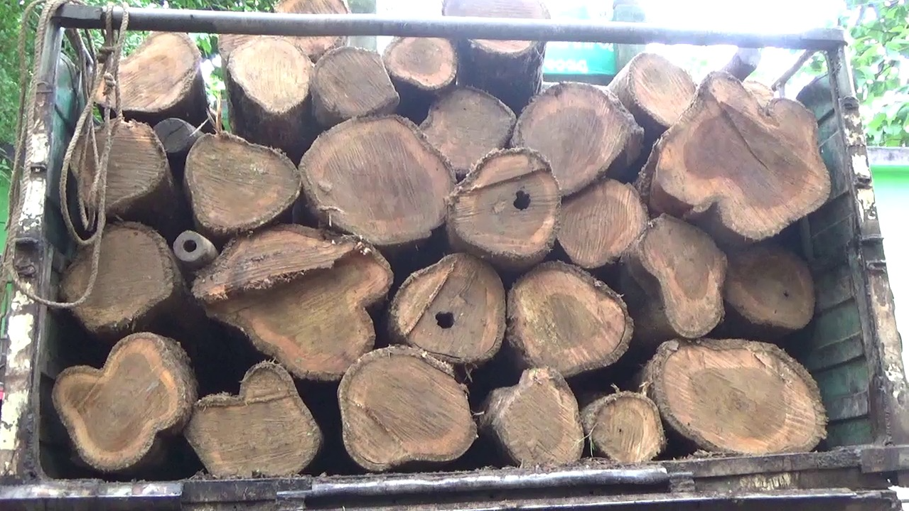 forest department was caught in the act of smuggling of shaguana wood, seized timber worth lakhs of rupees