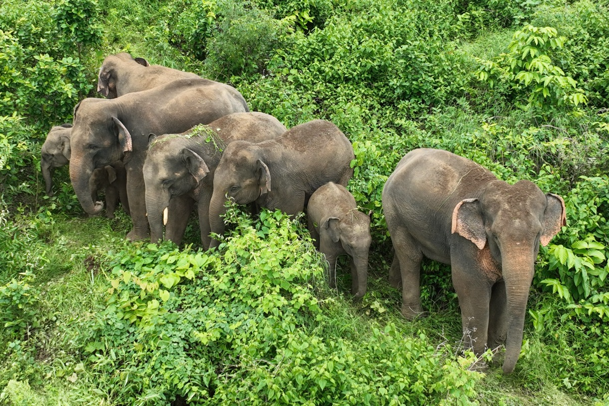 elephant