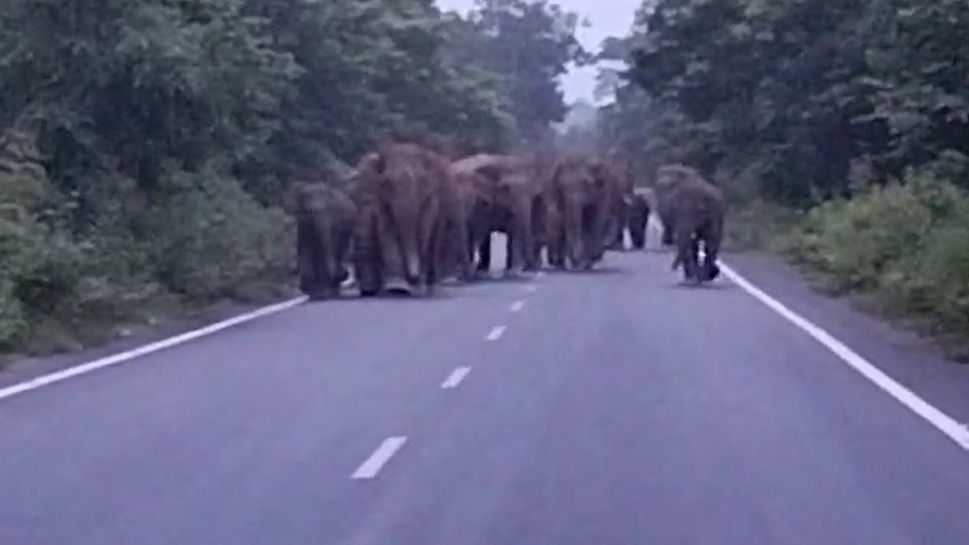 elephant