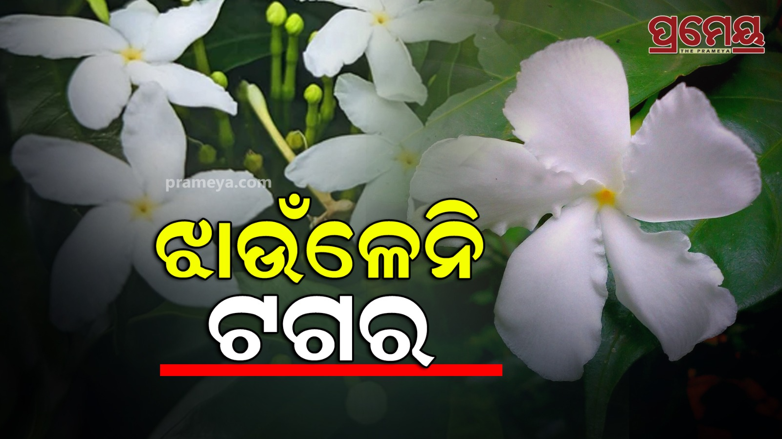 why White Jasmine bloom in night and day