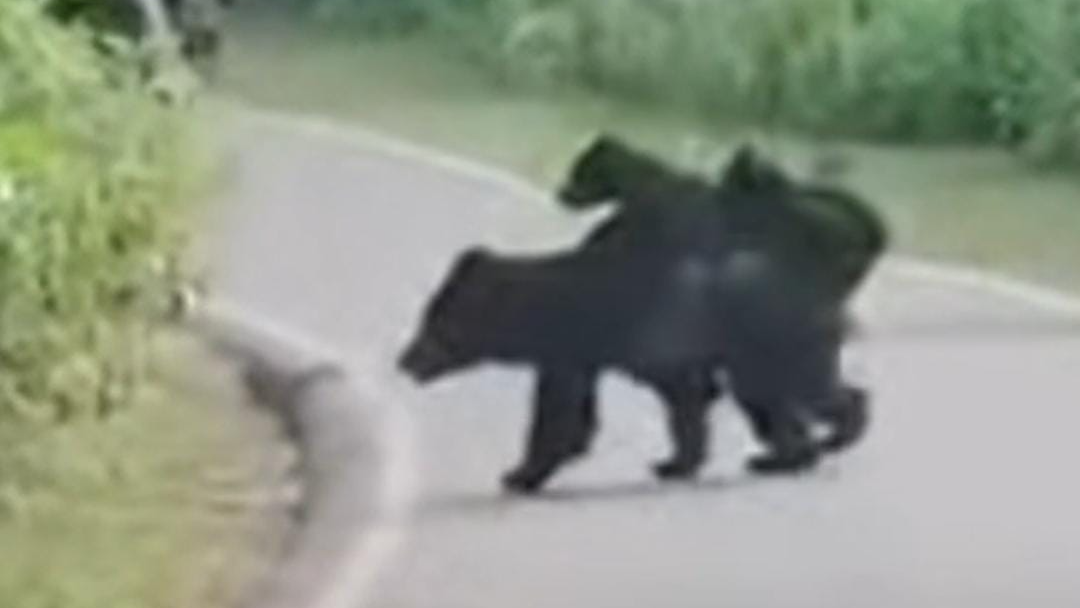 A bear wandered through the streets of purunaBandhgoda during the day.